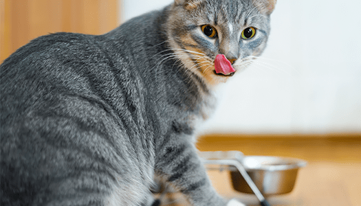 Unter dem Thema Katzenernährung genießt eine Katze das Essen