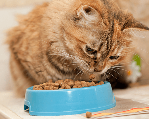 Genussmoment – eine Katze frisst zufrieden aus ihrem Napf