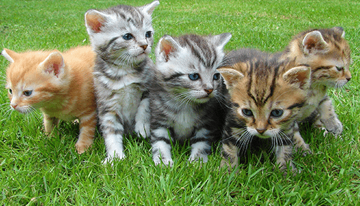 Unterschiedliche Katzen auf einem grünen Rasen