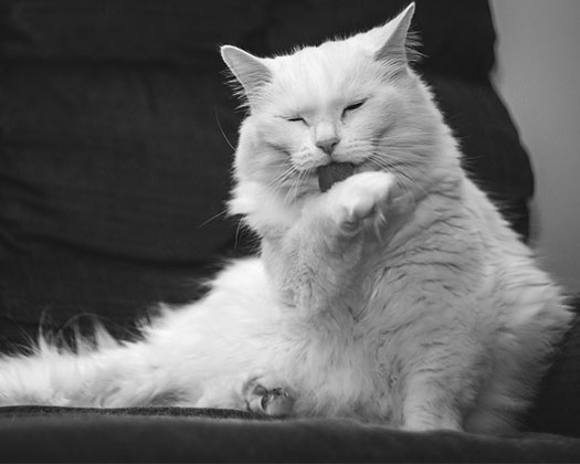 Weiße Langhaarkatze sitzt auf einem dunklen Sofa und leckt sich die rechte Vorderpfote.