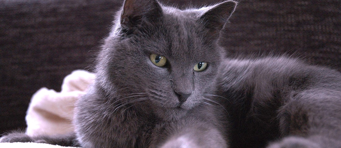 Charmante Chartreux alias Karthäuser Katze im dunkeln