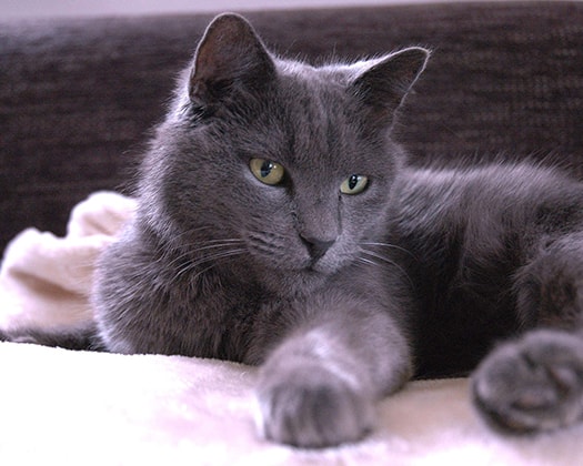 Schwarze Katze liegt neben einer Decke im Rahmen des Themas Katzen-Karthäuser