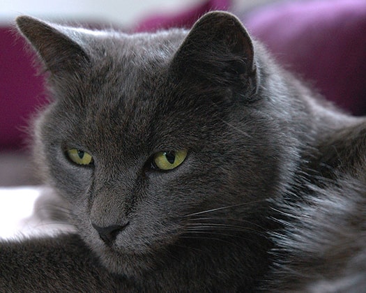 Graue Katze mit grünlichen Augen, Nahaufnahme des Kopfes