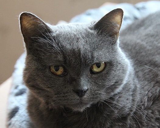 Graue Katze liegt auf hellem Untergrund und blickt aufmerksam zur Seite