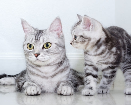 Zwei junge Katzenkitten