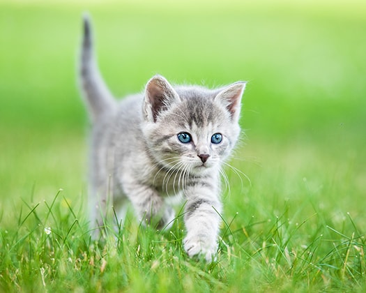 Kitten läuft neugierig über eine grüne Wiese