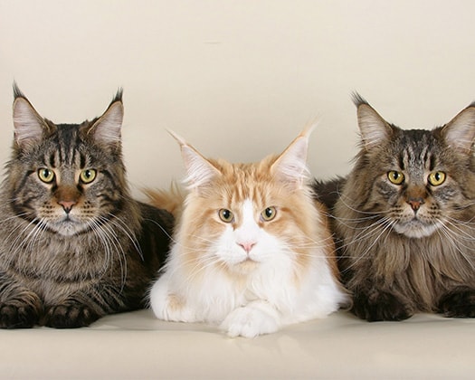 3 Maine Coon Katzen auf grauem Hintergrund