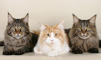 2 braune Katzen und eine weiße Katze der Rasse Maine Coon