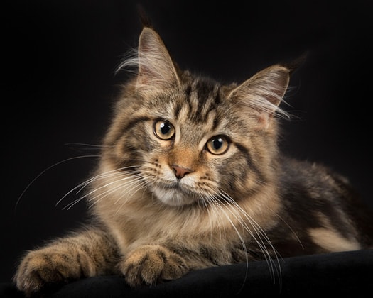 Maine Coons werden auch „Gentle Giants“ (also „Sanfte Riesen“) genannt