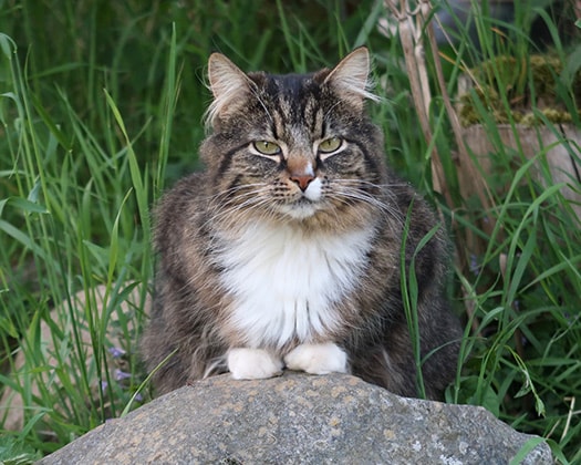 Die Norwegische Waldkatze sitzt auf einem Stein im Grünen