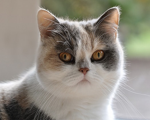 Perserkatze blickt neugierig in die Kamera