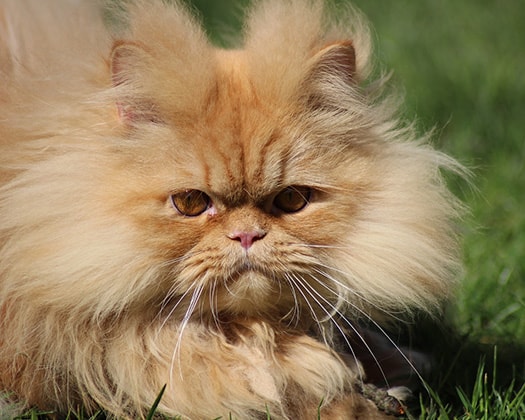 Perserkatze auf einer grünen Wiese