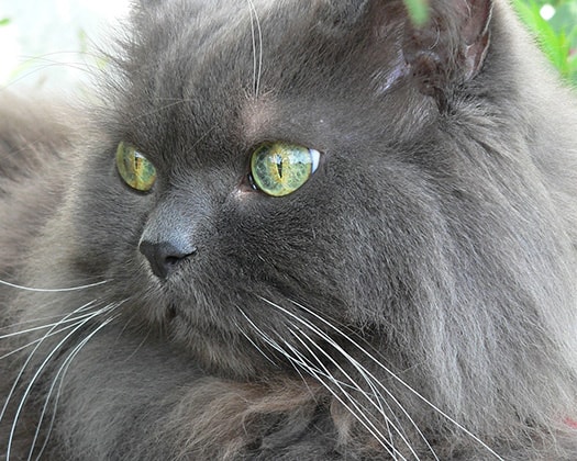 Schwarze Katze mit blauen Augen zu dem Artikel Zusammenleben von Mensch und Katze