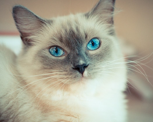 Ragdoll Katze mit hellblauen Augen zu dem Thema beliebte Katzen