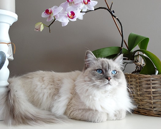 Ragdoll-Katze liegt auf einem weißen Möbelstück neben einer blühenden Orchidee