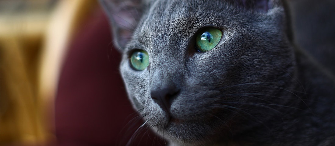 Russisch Blau Katze mit grünen Augen im Dunkeln
