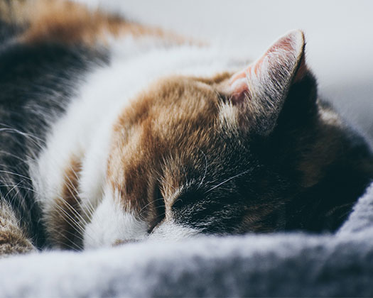 Eine Katze liegt auf einer Decke und ist am schlafen