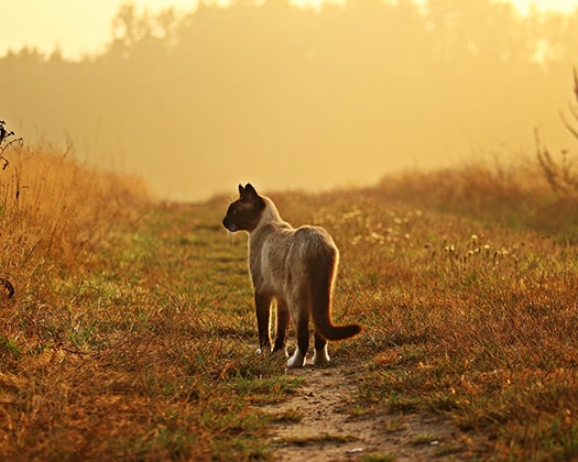 Kurzhaarkatze auf einer Wiese im Sonnenuntergang