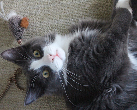 Spielende Katze blickt neugierig in die Kamera