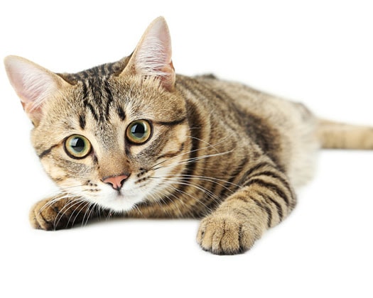 Braune Katze blickt neugierig in die Kamera