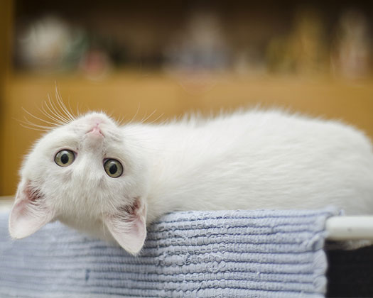 Weiße Katze liegt auf der Seite auf einem Handtuch und blickt mit schräg geneigtem Kopf neugierig in die Kamera.