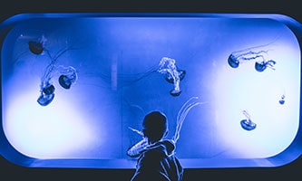 Ein Kind steht vor einem beleuchteten Aquarium