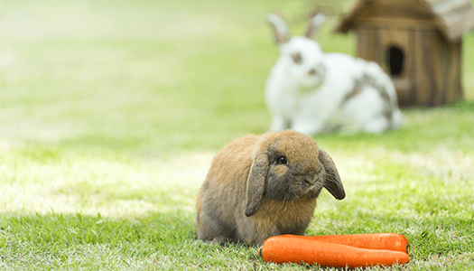 Mehrere Kaninchen auf einer Wiese