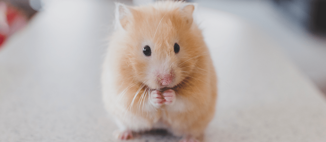 Goldhamster sitzt auf einer weißen Oberfläche