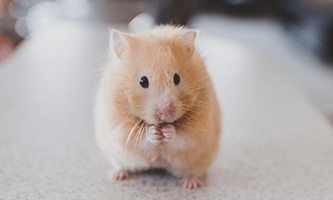 Goldhamster sitzt auf einer grauen Fläche