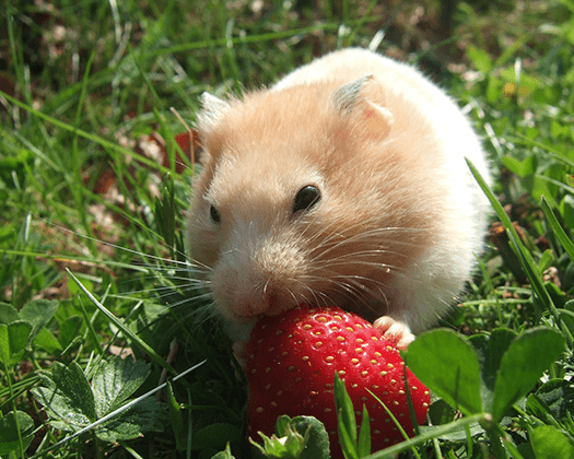 Syrischer Goldhamster isst eine Erdbeere