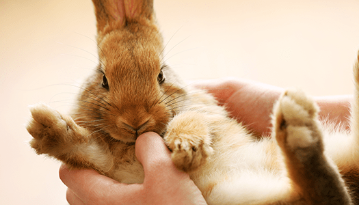 Ein Kaninchen in Menschenhand zu dem Artikel Kleintierkrankheiten und Parasiten