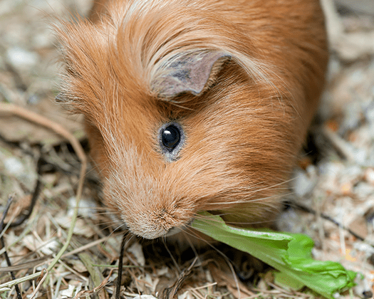 Meerschweinchen mit einem Blatt im Freien
