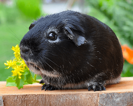 Schwarzes Meerschweinchen zu dem Thema Milben oder Haarlinge bei Meerschweinchen