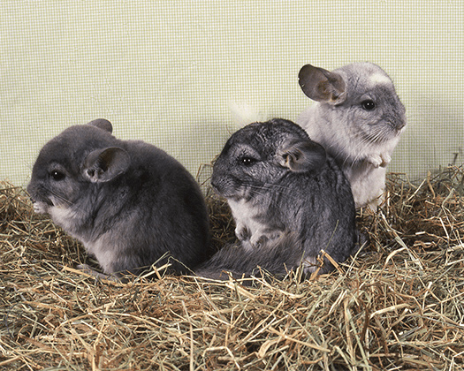 Mehrere Chinchillas in einem Stall