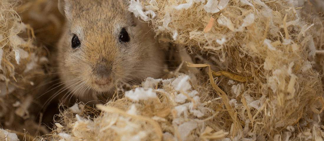 Mongolische Rennmaus mit braunen Augen