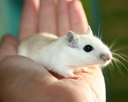 Weiße Rennmaus in der Hand eines Menschen