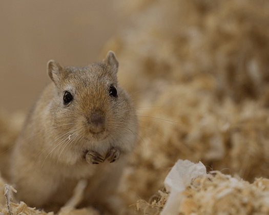 Mongolische Rennmaus mit braunen Augen