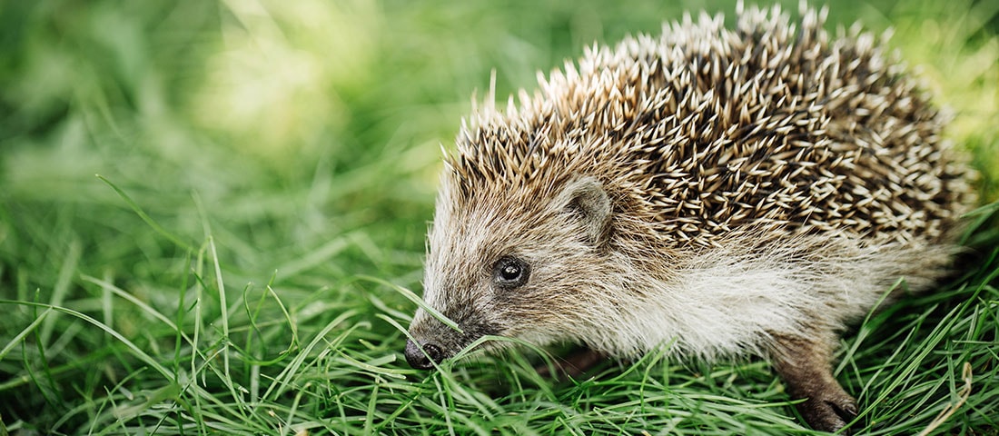Igel auf einer Wiese