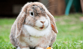 Zwergwidder auf einer grünen Wiese