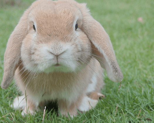 Zwergwidder auf einer grünen Wiese