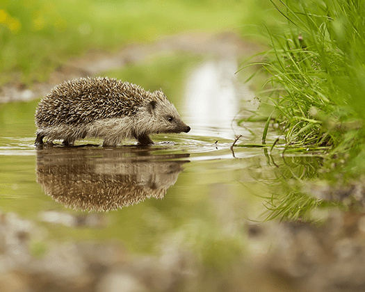 Igel im Wasser