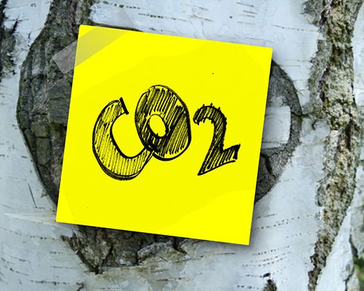 Eine Person platziert mit ihren Händen eine grüne Kunstpflanze in einem leeren Aquarium.