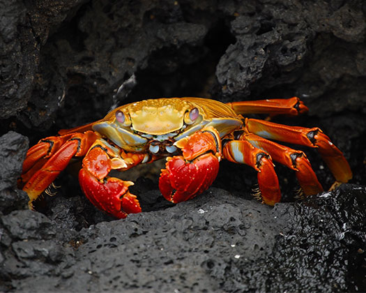 Ein farbenprächtiger roter Felsenkrebs mit gelben Akzenten sitzt auf dunklem Vulkangestein.