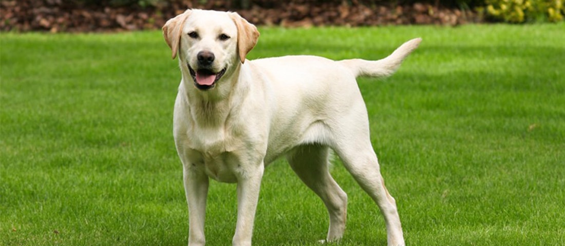 Labrador Retriever - ein ostkanadischer Exportschlager