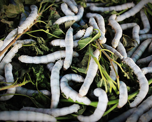 Lebendfutter für Aquarienfische