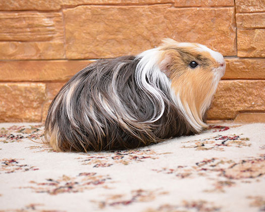 Geflecktes Meerschweinchen zu dem Thema Eierstockzysten