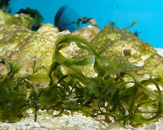 CO2-Mangelerscheinungen erkennen