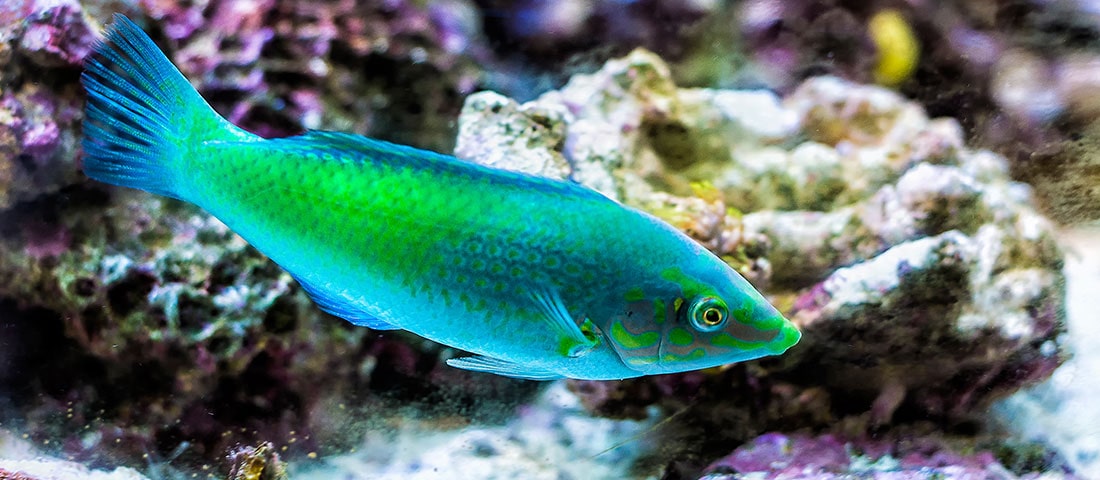 Farbenprächtige Aquariumlandschaft mit bunten Korallen, schillernden Zierfischen und dichtem Wasserpflanzenbewuchs.