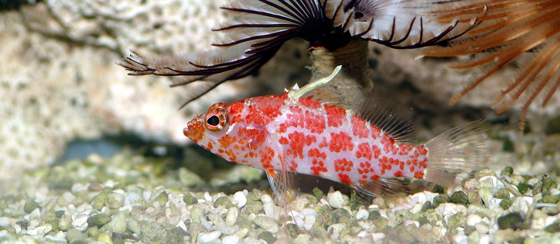  Ein rot gefleckter Goby (Grundel) schwimmt auf einem sandigen Untergrund, mit einem dunklen, stacheligen Seeigel im Hintergrund.