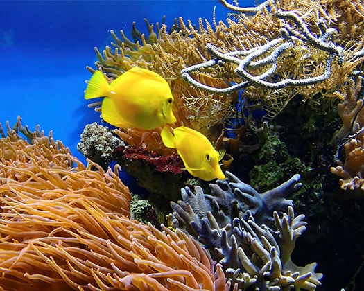 Zähnefletschen“, Knurrlaute & Liebesnester